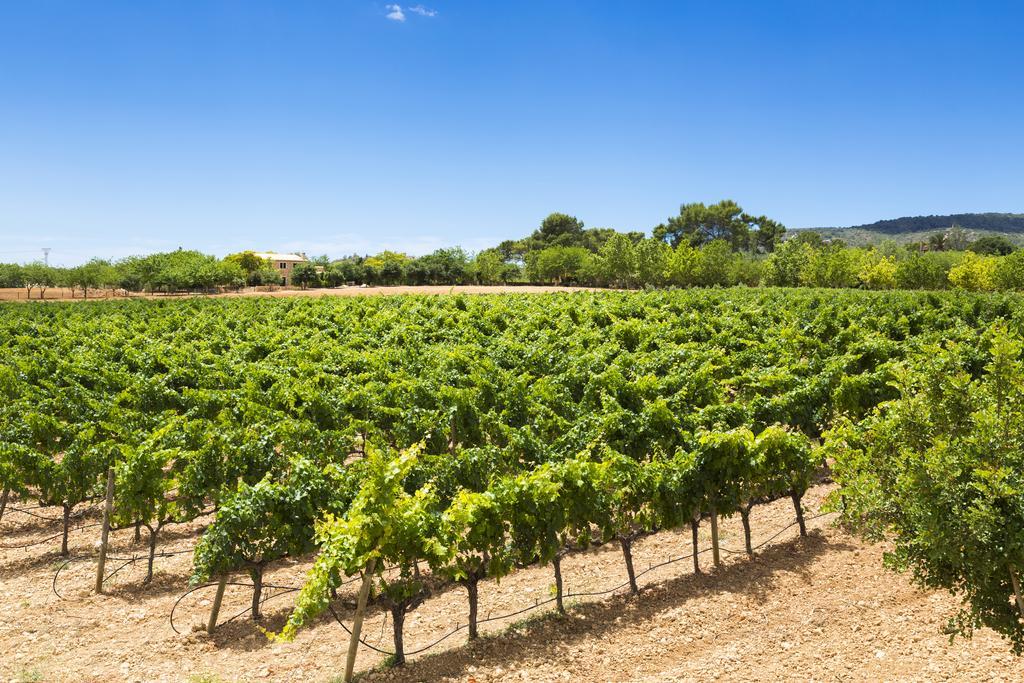 סנטה אאוחניה Agroturisme Sa Torre (Adults Only) מראה חיצוני תמונה